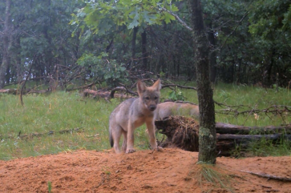 Wolf pups at a den site