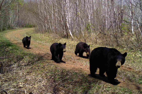 A mother black bear leads her three yearling cubs down a trail in the woods.