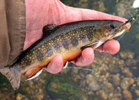catchable trout - brook trout